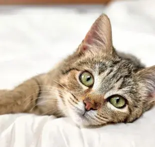 La pif felina se considera una de las enfermedades más graves que puede tener un gato