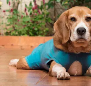 La ropa quirúrgica para perro es una buena opción si a tu amigo de cuatro patas no le molesta la vestimenta