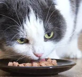 El saché para gatos es un alimento completo que trae varios beneficios para la salud felina