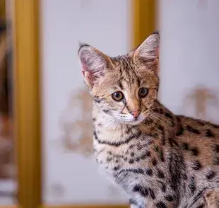 Gato Savannah o Gato de la Sabana: ¡da lo mismo como lo escribes! Estos animalitos son lindos y también una de las razas más caras del mundo
