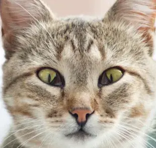 Tercer párpado: el gato con la membrana expuesta puede ser un caso de síndrome de Haw