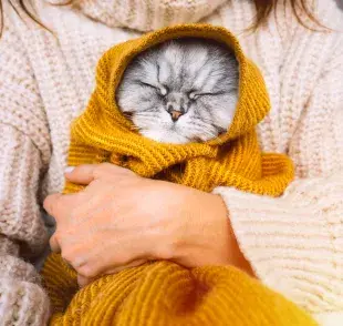 El gato que tiene frío siempre encuentra formas de calentarse y el tutor puede ayudarlo.