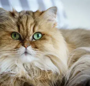 El Persa está entre las razas de gatos con la salud más frágil.