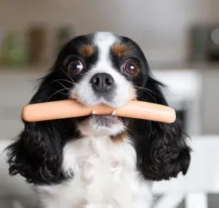 ¿Te preguntaste alguna vez si el perro puede comer salchicha? La respuesta es no