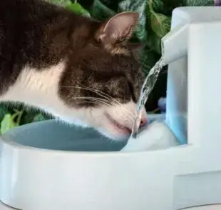 La fuente de agua estimula al gato a beber más agua a lo largo del día