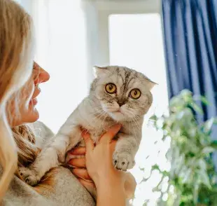 Aprende a lidiar con un gato necesitado de cariño