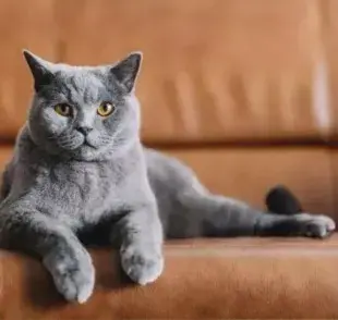 Raza de gato gris: descubre cuáles son los más comunes