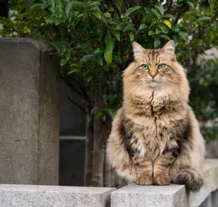 El gato siberiano llama la atención por su pelaje exuberante