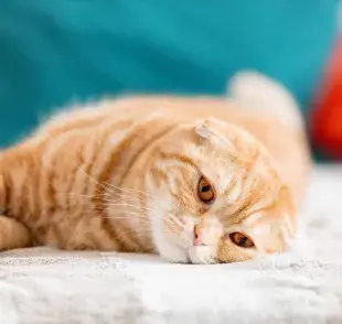 Gato triste: ¿cómo saber si mi gato lo está? 