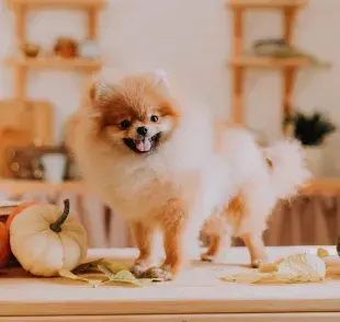 ¿Cuántos tipos de pomerania existen? 