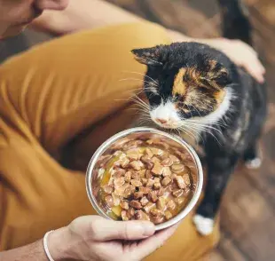 comida para gato