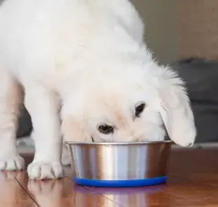 Los cachorros pasan por varias transiciones alimentarias hasta llegar a la edad adulta