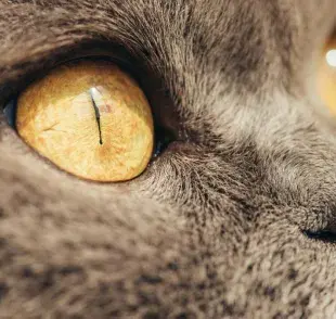 ¿Cómo ven los gatos? ¿También ven en colores gris?