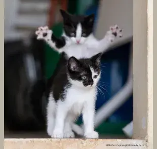 La foto de gatos graciosos lleva el premio principal