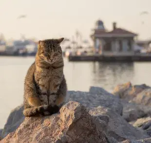 En Estambul los gatos son muy queridos y se volvieron una pasión nacional