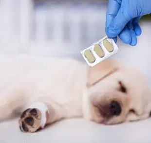 No se recomienda darle paracetamol a un perro porque puede hacerle mucho mal a la salud de la mascota