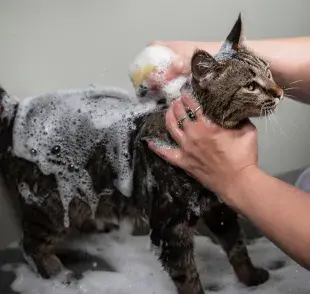 Ya que no es nada fácil bañar al gato, ¡sigue estos consejos!