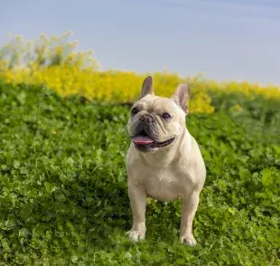 El bulldog francés es un perro de porte pequeño muy sociable, tranquilo y juguetón