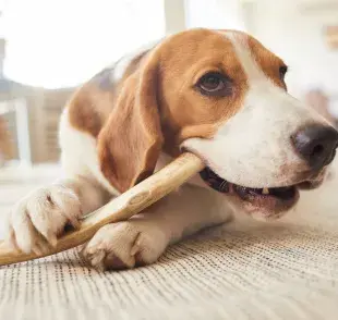 Descubre si es bueno darle huesos a los perros