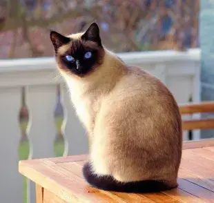 ¿Por qué los gatos Siameses tienen las orejas, las patitas y la cola más oscuros que el resto del cuerpo?
