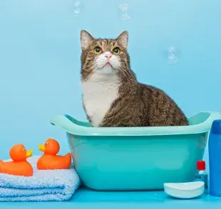 Este es el intervalo adecuado entre cada baño para gatos