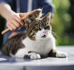 ¿El gato suelta mucho pelo? El cepillado ayuda a disminuir la suciedad