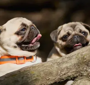 Perros pug ¡Todo lo que debes saber sobre la pugmanía! 