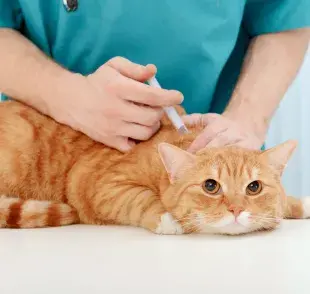 Las vacunas para gatos son la principal forma de prevenir enfermedades graves en el animal