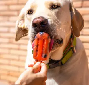Sandía: ¿se le puede dar al perro? ¡Mira si la fruta está liberada para tu mascota!