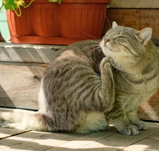 Pulga en gato: picazón excesiva es el principal síntoma