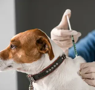 En Argentina existen tres vacunas obligatorias para todos los caninos