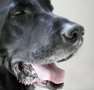  La boca del perro con sierrita puede tener que ver con la comunicación, la higiene, la protección de los dientes y hasta ampliar la mordida