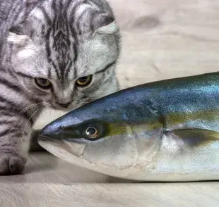 ¡El atún para los gatos es sinónimo de un sabor espectacular! ¿Pero cuál es la explicación para eso? ¡Descúbrelo a continuación!