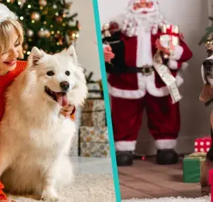 Regalos que le puedes dar a tu perro esta Navidad