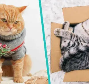 Los gatos usan cajas como escondites donde los depredadores no pueden acercarse
