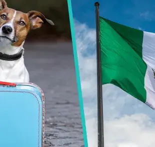 Guarderías o estancias en México para que puedas dejar a tu mascota si sales de viaje este año nuevo y durante todas tus vacaciones. 