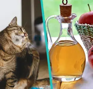 Una solución de vinagre diluido no es tóxica para gatos y gatitos pequeños.