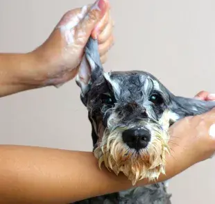 ¿Sabías que es posible bañar un perro en casa con efecto parecido al del pet shop? Entérate cómo hacerlo