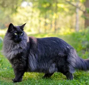 Un gato gigante es el que tiene un tamaño mucho más grande que el promedio, como el Bosque de Noruega