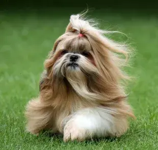 Una raza de perro que sorprendentemente no suelta pelo es el Shih Tzu