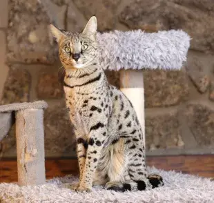 El gato Savannah es capaz de reproducir otros sonidos además del maullido