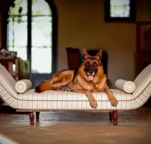 El perro más rico del mundo: Gunther VI es el más poderoso con su herencia millonaria