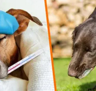  Si tu perro vomita más de una vez al día, sin interrupción o durante más de 24 horas, debes acudir al veterinario