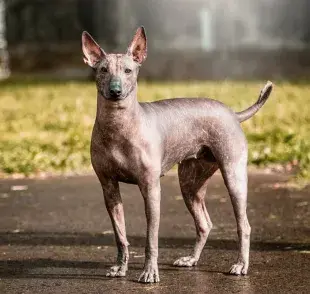 El Xoloitzcuintle es un perro sin pelo originario de México que tiene una historia antigua