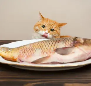¿Los gatos comen pescado? Descubre cuáles son los mejores tipos de pescado para gatos y sus beneficios