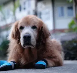 ¿Los zapatos para perro pueden ayudar al animal parapléjico? Descúbrelo