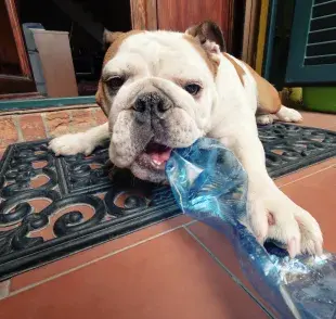 Juguetes caseros para perros: pon bocaditos dentro de una botella pet para que el juego sea más divertido