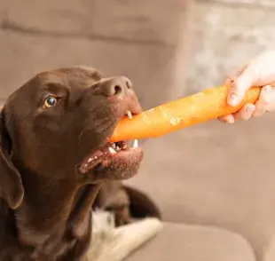 La zanahoria para perro es una hortaliza rica en nutrientes importantes para la salud del animal