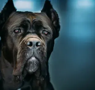 La raza Cane Corso es energética y requiere estimulación física y mental.