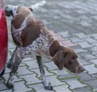 Los perros hacen pipí en las llantas para marcar territorio| Imagen obtenida de Getty